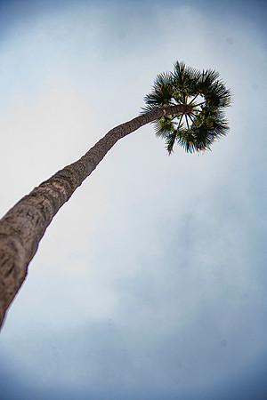 Oceanside.CALIFORNIA.EastCoastKaliMon.2020_24