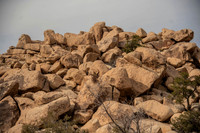 JoshuaTree.CALIFORNIA.EastCoastKaliMon.2020_3