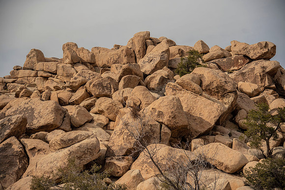 JoshuaTree.CALIFORNIA.EastCoastKaliMon.2020_3