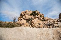 JoshuaTree.CALIFORNIA.EastCoastKaliMon.2020_5