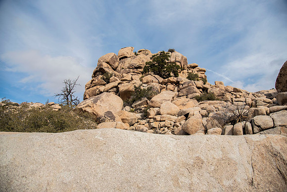 JoshuaTree.CALIFORNIA.EastCoastKaliMon.2020_5