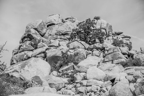 JoshuaTree.CALIFORNIA.EastCoastKaliMon.2020_6
