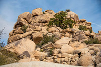 JoshuaTree.CALIFORNIA.EastCoastKaliMon.2020_7