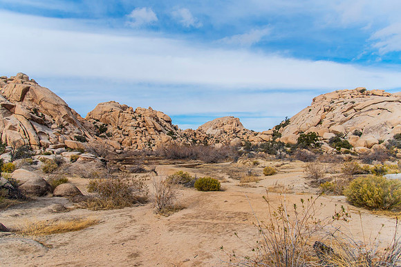 JoshuaTree.CALIFORNIA.EastCoastKaliMon.2020_11