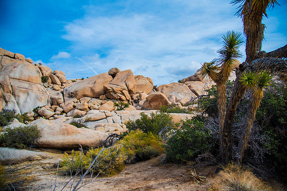 JoshuaTree.CALIFORNIA.EastCoastKaliMon.2020_12