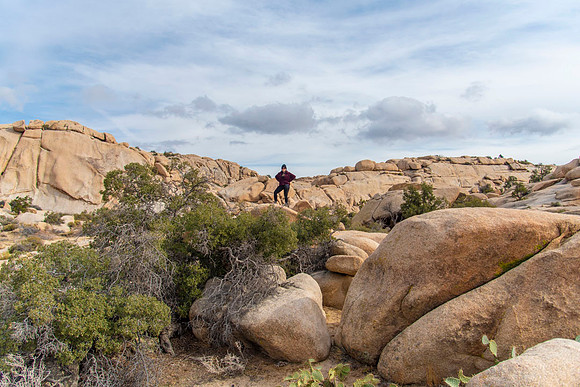 JoshuaTree.CALIFORNIA.EastCoastKaliMon.2020_16
