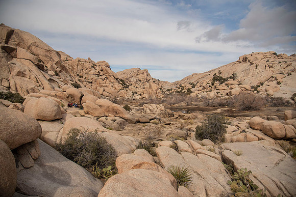 JoshuaTree.CALIFORNIA.EastCoastKaliMon.2020_19
