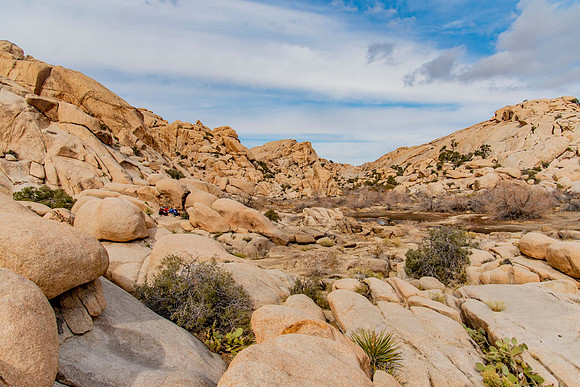 JoshuaTree.CALIFORNIA.EastCoastKaliMon.2020_20