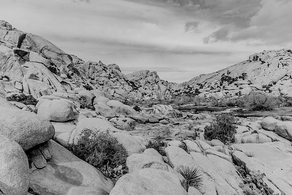 JoshuaTree.CALIFORNIA.EastCoastKaliMon.2020_21