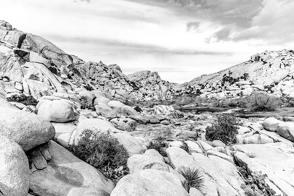 JoshuaTree.CALIFORNIA.EastCoastKaliMon.2020_22