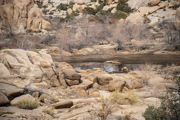 JoshuaTree.CALIFORNIA.EastCoastKaliMon.2020_24