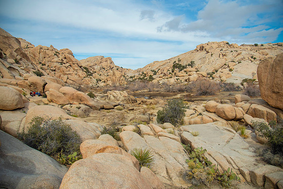 JoshuaTree.CALIFORNIA.EastCoastKaliMon.2020_25