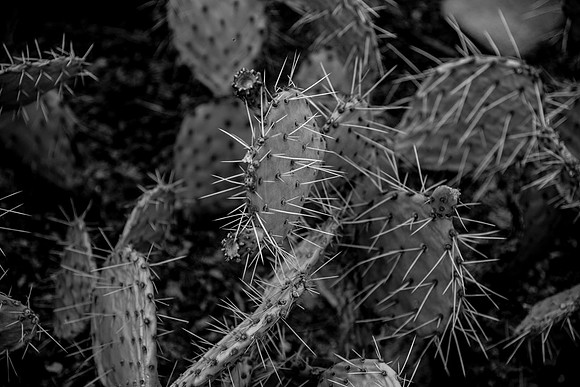 JoshuaTree.CALIFORNIA.EastCoastKaliMon.2020_28