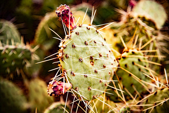 JoshuaTree.CALIFORNIA.EastCoastKaliMon.2020_30
