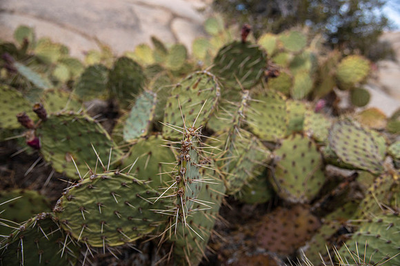 JoshuaTree.CALIFORNIA.EastCoastKaliMon.2020_33