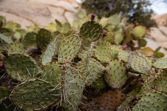 JoshuaTree.CALIFORNIA.EastCoastKaliMon.2020_34