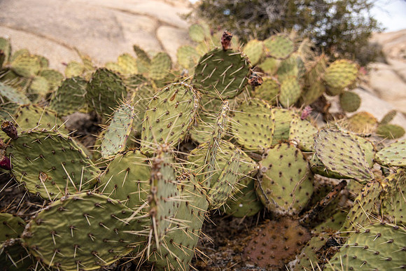 JoshuaTree.CALIFORNIA.EastCoastKaliMon.2020_35