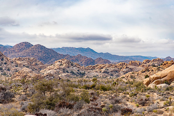 JoshuaTree.CALIFORNIA.EastCoastKaliMon.2020_36