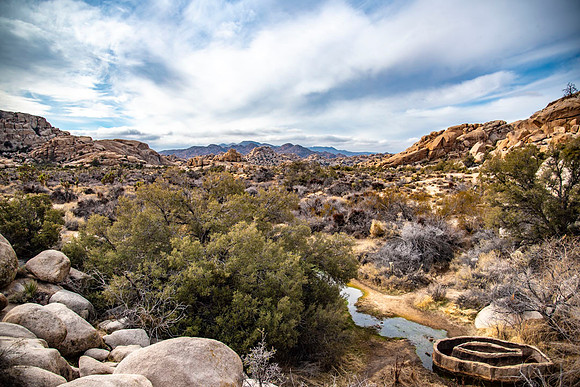 JoshuaTree.CALIFORNIA.EastCoastKaliMon.2020_37