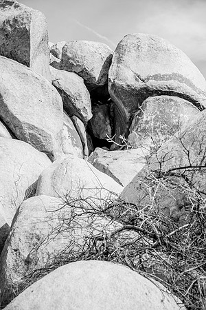 JoshuaTree.CALIFORNIA.EastCoastKaliMon.2020