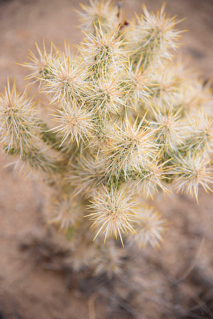 JoshuaTreeShoot.CALIFORNIA.EastCoastKaliMon.2020_116