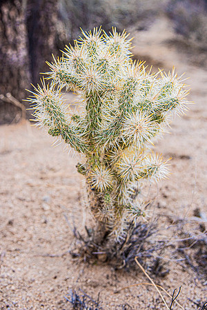 JoshuaTreeShoot.CALIFORNIA.EastCoastKaliMon.2020_117