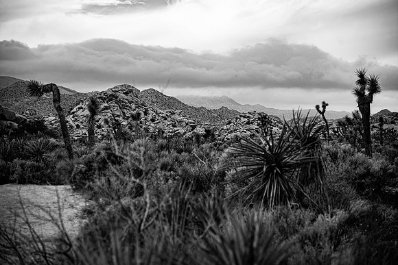 JoshuaTreeShoot.CALIFORNIA.EastCoastKaliMon.2020_119