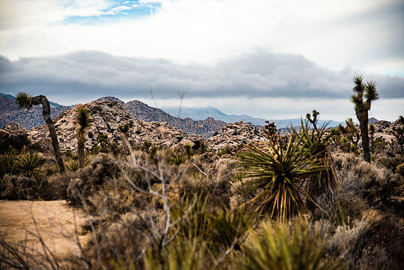JoshuaTreeShoot.CALIFORNIA.EastCoastKaliMon.2020_120