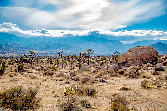 JoshuaTreeShoot.CALIFORNIA.EastCoastKaliMon.2020_121