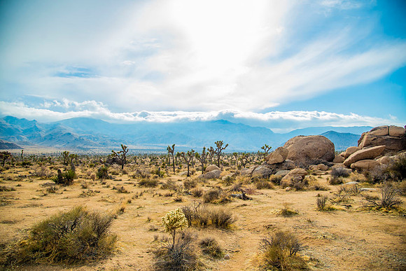 JoshuaTreeShoot.CALIFORNIA.EastCoastKaliMon.2020_122