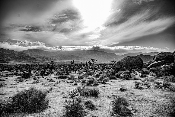 JoshuaTreeShoot.CALIFORNIA.EastCoastKaliMon.2020_123