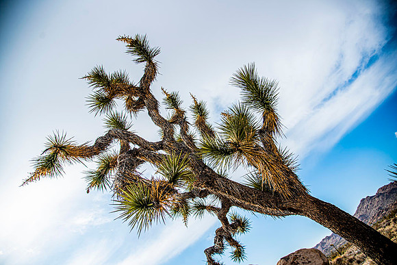 JoshuaTreeShoot.CALIFORNIA.EastCoastKaliMon.2020_124