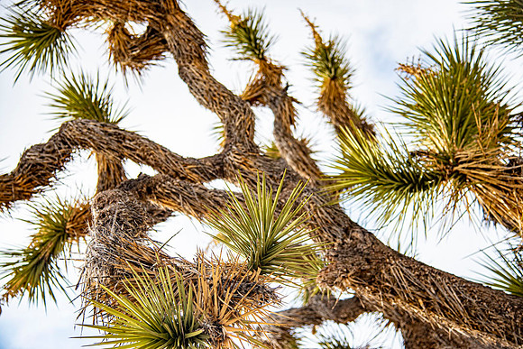 JoshuaTreeShoot.CALIFORNIA.EastCoastKaliMon.2020_125