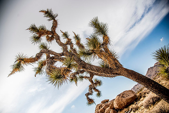JoshuaTreeShoot.CALIFORNIA.EastCoastKaliMon.2020_126