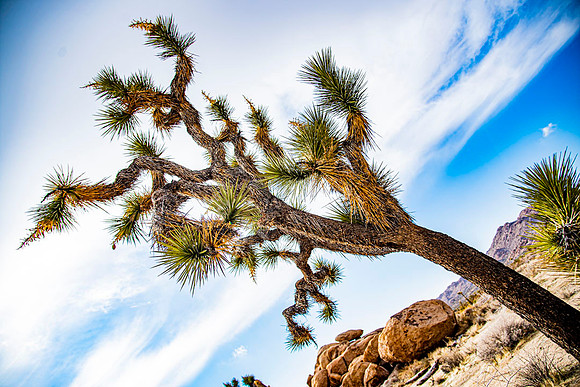 JoshuaTreeShoot.CALIFORNIA.EastCoastKaliMon.2020_127