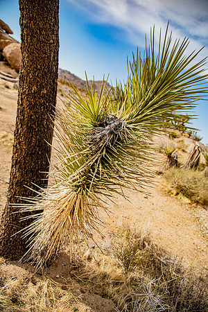 JoshuaTreeShoot.CALIFORNIA.EastCoastKaliMon.2020_128