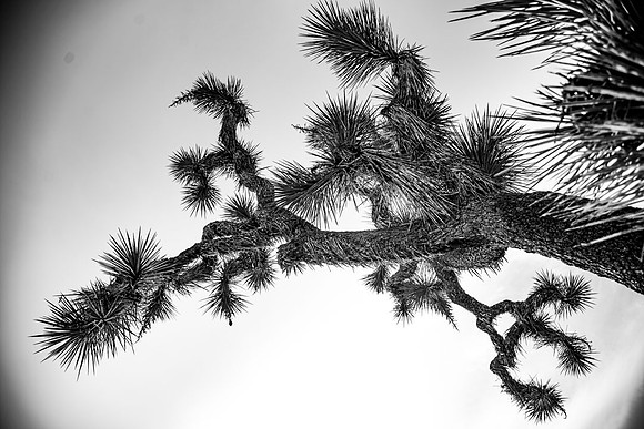JoshuaTreeShoot.CALIFORNIA.EastCoastKaliMon.2020_129