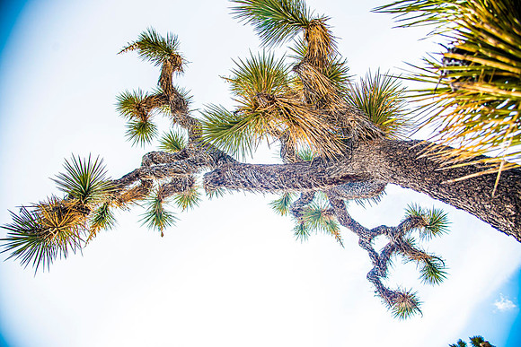 JoshuaTreeShoot.CALIFORNIA.EastCoastKaliMon.2020_130
