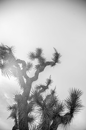 JoshuaTreeShoot.CALIFORNIA.EastCoastKaliMon.2020_131