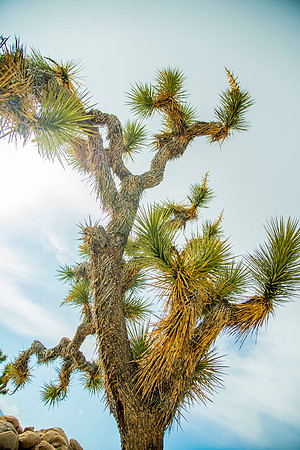 JoshuaTreeShoot.CALIFORNIA.EastCoastKaliMon.2020_132