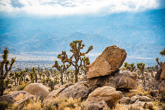 JoshuaTreeShoot.CALIFORNIA.EastCoastKaliMon.2020_133