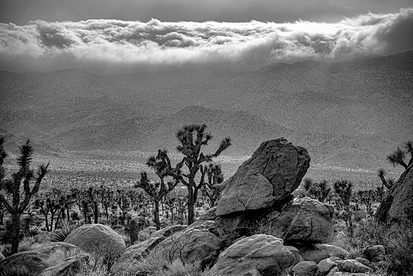 JoshuaTreeShoot.CALIFORNIA.EastCoastKaliMon.2020_134