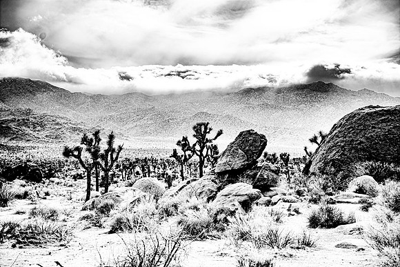 JoshuaTreeShoot.CALIFORNIA.EastCoastKaliMon.2020_135