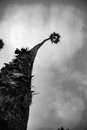 Oceanside.CALIFORNIA.EastCoastKaliMon.2020_26